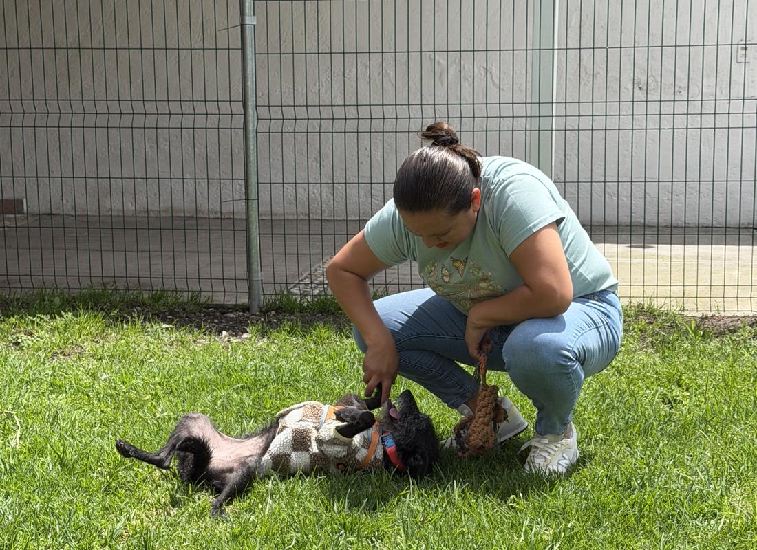 Una cuidadora jugando en el pasto con un perro pequeño