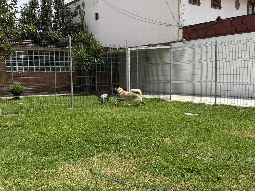 El jardín cercado de la casa, con dos perros al fondo