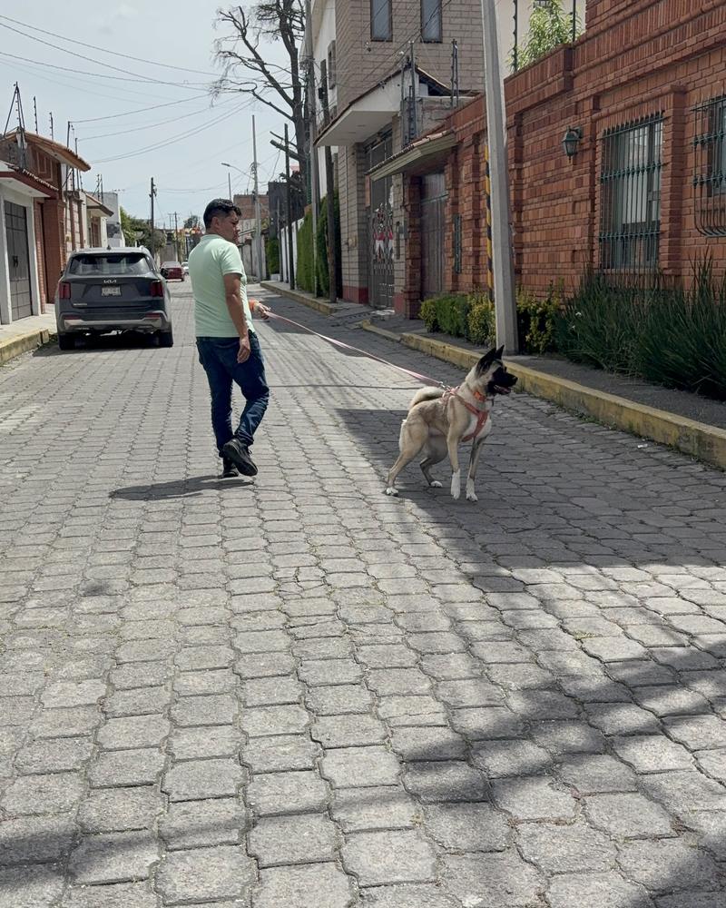 Un cuidador paseando de cerca a un perro grande con pechera