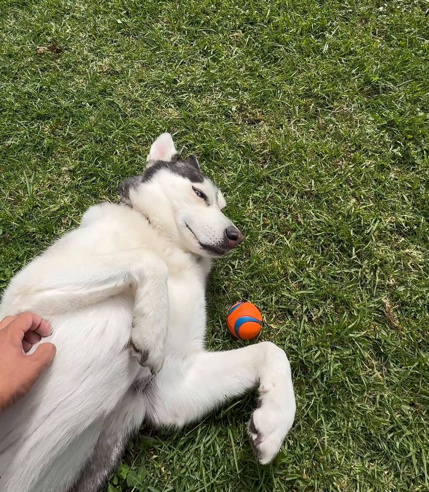 Un husky blanco boca arriba en el pasto, con los ojos cerrados, mientras le rascan la panza